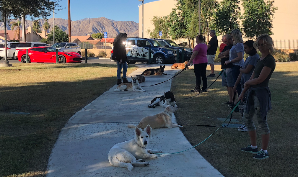 Best Paw Forward Group Obedience Class