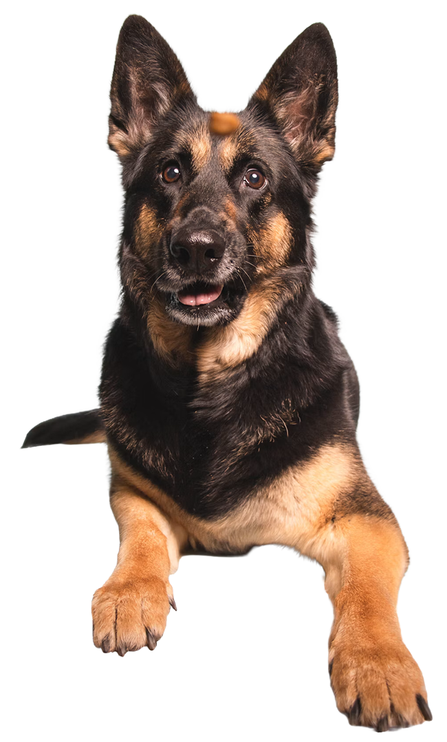 lets-talk-about-your-dog